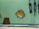 DSCF0040.JPG