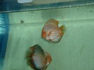 DSCF0041.JPG