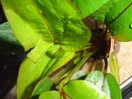 Filename : Echinodorus devils - detaliu.bmp
Filesize : 33KB
Dimensions : 150x113
Date added : May 17, 2005 Echinodorus devils - detaliu.bmp