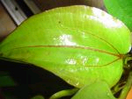 Echinodorus devils detaliu frunza.bmp