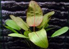 Filename : Echinodorus devils eye.bmp
Filesize : 31KB
Dimensions : 150x106
Date added : May 17, 2005 Echinodorus devils eye.bmp