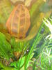 Filename : Echinodorus kleiner bär planta adulta~0.JPG
Filesize : 803KB
Dimensions : 1536x2048
Date added : Jan 04, 2006 Echinodorus kleiner bär planta adulta~0.JPG