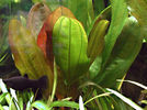 Filename : Echinodorus kleiner bär.jpg
Filesize : 37KB
Dimensions : 420x312
Date added : Jan 04, 2006 Echinodorus kleiner bär.jpg