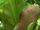 Echinodorus kleiner baer.bmp