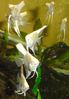 Filename : Gashca_n par.jpg
Filesize : 709KB
Dimensions : 766x1101
Date added : May 19, 2005 Gashca_n par.jpg