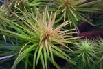 Filename : Ludwigia spec. Cuba.jpg
Filesize : 80KB
Dimensions : 648x432
Date added : Jun 12, 2007 Ludwigia spec. Cuba.jpg