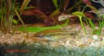 Filename : Otocinclus affinis.la umbra.bmp
Filesize : 24KB
Dimensions : 150x82
Date added : May 17, 2005 Otocinclus affinis.la umbra.bmp