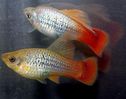 Filename : Platy papagal.jpg
Filesize : 48KB
Dimensions : 463x365
Date added : Aug 09, 2005 Platy papagal.jpg