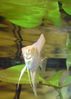 Filename : Scalar 1.jpg
Filesize : 492KB
Dimensions : 682x948
Date added : May 19, 2005 Scalar 1.jpg