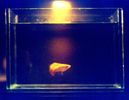 Filename : platy 1.jpg
Filesize : 213KB
Dimensions : 1280x992
Date added : Aug 09, 2005 platy 1.jpg