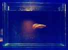 Filename : platy 2.jpg
Filesize : 248KB
Dimensions : 1338x979
Date added : Aug 09, 2005 platy 2.jpg