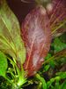 Filename : red flame.jpg
Filesize : 405KB
Dimensions : 1536x2048
Date added : Jan 09, 2006 red flame.jpg