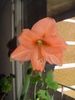 Filename : salmon orange.bmp
Filesize : 33KB
Dimensions : 113x150
Date added : May 17, 2005 salmon orange.bmp