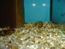 Filename : untitled 3.bmp
Filesize : 33KB
Dimensions : 150x113
Date added : May 17, 2005 untitled 3.bmp