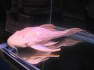 Filename : AblinoADon.jpeg
Filesize : 25KB
Dimensions : 640x480
Date added : Jun 02, 2005 AblinoADon.jpeg