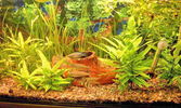 Filename : 803a.jpg
Filesize : 95KB
Dimensions : 880x526
Date added : Mar 26, 2007 803a.jpg