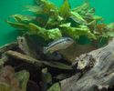 Filename : m. auratus femela la 4 luni foto 2.jpg
Filesize : 26KB
Dimensions : 422x336
Date added : Nov 12, 2005 m. auratus femela la 4 luni foto 2.jpg