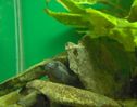 Filename : mascul m auratus aparandu-si grota foto 3.jpg
Filesize : 21KB
Dimensions : 426x336
Date added : Nov 12, 2005 mascul m auratus aparandu-si grota foto 3.jpg
