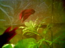 Betta I.jpg