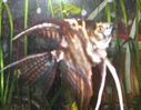 Filename : 01.JPG
Filesize : 56KB
Dimensions : 403x315
Date added : May 25, 2006 01.JPG