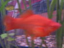Filename : 02.JPG
Filesize : 27KB
Dimensions : 320x240
Date added : May 25, 2006 02.JPG