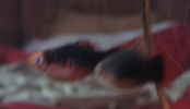Filename : 04.JPG
Filesize : 23KB
Dimensions : 418x240
Date added : May 25, 2006 04.JPG