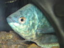 Filename : 11.JPG
Filesize : 26KB
Dimensions : 320x240
Date added : May 25, 2006 11.JPG