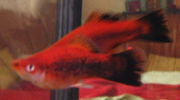 Filename : 13.JPG
Filesize : 121KB
Dimensions : 882x488
Date added : May 25, 2006 13.JPG
