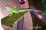 Filename : ziggy.jpg
Filesize : 84KB
Dimensions : 1024x673
Date added : Oct 16, 2005 ziggy.jpg
