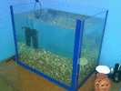 Filename : acvariu.gif
Filesize : 154KB
Dimensions : 640x480
Date added : Jun 04, 2005 acvariu.gif
