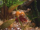 Filename : 2Pomaceea+Betta.jpg
Filesize : 176KB
Dimensions : 1600x1200
Date added : Mar 12, 2006 2Pomaceea+Betta.jpg