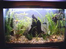 Filename : Acvariu2.jpg
Filesize : 306KB
Dimensions : 1600x1200
Date added : Mar 12, 2006 Acvariu2.jpg