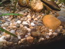 Filename : Melc.jpg
Filesize : 185KB
Dimensions : 1600x1200
Date added : Mar 12, 2006 Melc.jpg