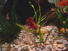 Filename : My Betta.jpg
Filesize : 170KB
Dimensions : 1600x1200
Date added : Mar 12, 2006 My Betta.jpg