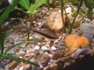 Filename : Palmeri Female.jpg
Filesize : 194KB
Dimensions : 1600x1200
Date added : Mar 12, 2006 Palmeri Female.jpg