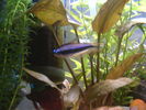 Filename : Palmeri Male.jpg
Filesize : 172KB
Dimensions : 1600x1200
Date added : Mar 12, 2006 Palmeri Male.jpg