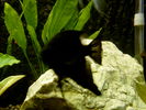 Filename : S3500007_.JPG
Filesize : 138KB
Dimensions : 1024x768
Date added : May 28, 2006 S3500007_.JPG
