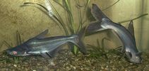 Filename : fish.jpg
Filesize : 87KB
Dimensions : 841x397
Date added : Jan 25, 2006 fish.jpg