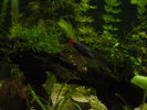 Filename : 1~0.jpg
Filesize : 181KB
Dimensions : 909x682
Date added : Jan 10, 2006 1~0.jpg