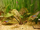 Cryptocoryne Cordata.JPG