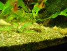 Filename : Otocinclus_affinis.jpg
Filesize : 60KB
Dimensions : 800x600
Date added : Jan 19, 2006 Otocinclus_affinis.jpg