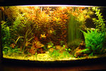 Filename : acvdepaste2.jpg
Filesize : 218KB
Dimensions : 1024x680
Date added : Apr 25, 2006 acvdepaste2.jpg