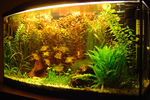 Filename : acvdepaste3.jpg
Filesize : 241KB
Dimensions : 1024x680
Date added : Apr 25, 2006 acvdepaste3.jpg