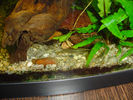 Filename : shrimps.jpg
Filesize : 220KB
Dimensions : 1024x768
Date added : Apr 22, 2006 shrimps.jpg