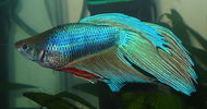 Acvariu dec 2005 046.jpg
