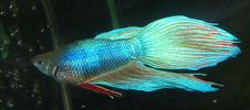 Acvariu dec 2005 056.jpg