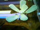 cricri 031.jpg