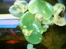 cricri 032.jpg