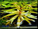 Nesaea Pedicellata.jpg