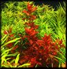 Rotala 2.jpg